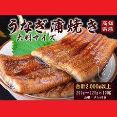 高知県産有頭ウナギ蒲焼き　10尾セット【高知県産　蒲焼　国産　丑の日　土用の丑の日　鰻　うなぎ　山椒、タレ付】