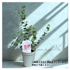 ラナンキュラス・ポンポンシリーズ『ミネルバ』（5号鉢）希少 大輪 鉢