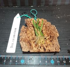 デンドロビューム ククメリナム Den. cucumerinum