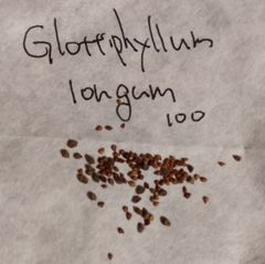 【種子100粒】グロッチフィルム・碧翼 Glottiphyllum longum