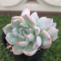 多肉植物エケベリア属ホワイトザラゴーサ