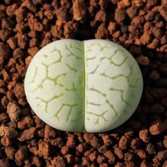多肉植物　リトープス   緑綾耀玉　1.5cm   抜き苗　１株