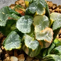 観葉植物　ハオルチア　万象錦群生　極上斑　806のサムネイル