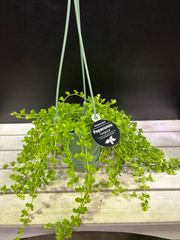 ペペロミア・デピーナ　4号　ハンギング　吊り鉢　小さい　小花　可愛い　オシャレ　インテリア　グリーン　観葉植物