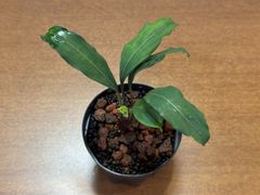 Bucephalandra pubes "Sekadau2" Kab.Sekadau【TB】2011.10