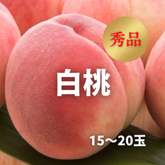 【8月発送】白桃　秀品　15～20玉
