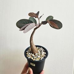 S⑦〚フィランサス・ミラビリス〛Phyllanthus Mirabilis 塊根植物 コーデックス ポット発送