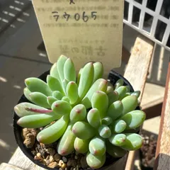 2025年最新】札付き 多肉植物の人気アイテム - メルカリ