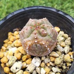 多肉植物ユーフォルビア オベサブローミニ