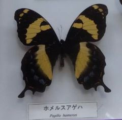 ホメルスアゲハ「ジャマイカ」