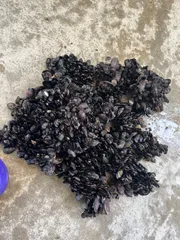 멋진 배송, 활성 배송+배송 포함, 낚시 미끼, 홍합, 보라색 잉꼬, 소형 1.5kg, 무료 배송