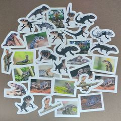 【商品番号S03】　アカメカブトトカゲのフレークシール　トカゲ　爬虫類　シール　アカメカブトトカゲ