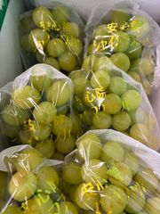 お盆セール価格！2Kg シャインマスカット　増量【3房〜6房】　送料無料　クール便