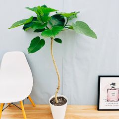 ［現品］32番　フィカス　ウンベラータ　曲がり　8号　観葉植物　室内　大型　ゴムの木　人気  かわいい　ギフト　おしゃれ