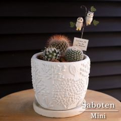 メルカリshops サボテン 寄せ植え 観葉植物 紅小町 猩々丸 デュウェイ 陶器鉢 ミニサボテン メルカリshops サボテン 寄せ植え 観葉植物 紅小町 猩々丸 デュウェイ 陶器鉢 ミニサボテン