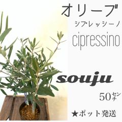 オリーブの木　【12】苗・苗木　☆ポット発送！☆SOUJU cipressino シプレッシーノ　大人気創樹さんの木