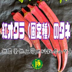 紅オクラ（固定種）のタネ　30粒　無農薬無化学肥料栽培の種子