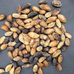 【種子】キフォステンマ・ユッタエ ブドウ亀 10s Cyphostemma juttae