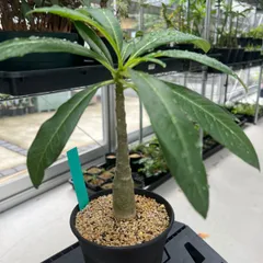 2025年最新】パキポディウム デカリーの人気アイテム - メルカリ