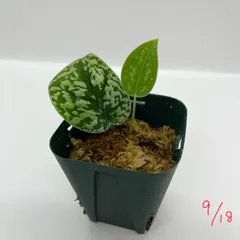 2025年最新】scindapsus スキンダプサスの人気アイテム - メルカリ