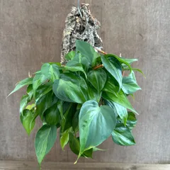 2026年最新】オキシカルジウムの人気アイテム - メルカリ