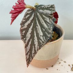 アロカシア ワトソニアナ 斑入り ピンク 脇芽アリ】アロカシア ワトソニアナ ピンク斑入り Alocasia