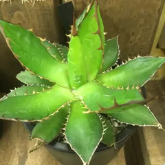 アガベ ホリダドワーフ カリフォルニア | STELLA.PLANTS