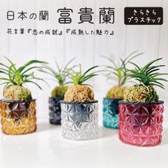 富貴蘭 風蘭 蘭 選べるキラキラプラスチック器 白花 白麗 大鷹丸 青龍 長州殿 鉢植え 珍しい おしゃれ 誕生日 開店祝 新築祝 フウキラン フウラン 送料無料