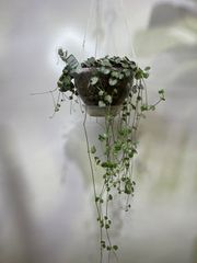 ハートカズラ　５号　吊り鉢　ネガミエル　Air　ツル性　ハンギング　可愛い　ピンク　インテリア　グリーン　観葉植物
