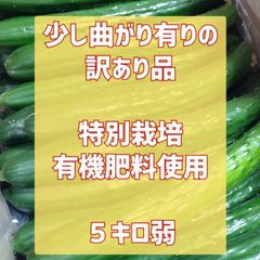 特別栽培５キロ弱！大きめではありません！少し曲がりの朝採りきゅうり！　野菜ソムリエサミット銀賞受賞　農家直送　減農薬　有機肥料　ちょい曲がり　訳あり　5kg
