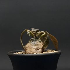 "Dorstenia foetida" ドルステニア フォエチダ 管理2214