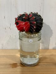 【水耕】⑥ ギムノカリキウム ミハノビッチ 緋牡丹錦 現品発送 サボテン 水耕栽培 発根済み　⑪