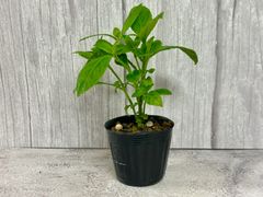 琉球藍 ポット苗｜藍染め体験に最適 観葉植物にもおすすめ Ryukyu Indigo