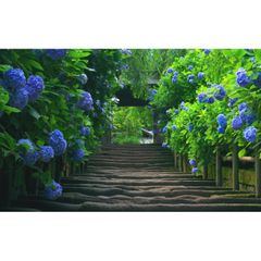 絵画風 壁紙ポスター (はがせるシール式) あじさい寺 鎌倉 明月院 紫陽花の門 アジサイ 花 キャラクロ FAJS-007W2 (ワイド版 603mm×376mm) ＜日本製＞ ウォールステッカー お風呂ポスター