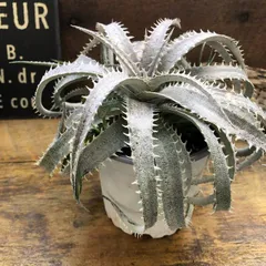 OTTOさん　 新品種　レア株　 Dyckia OTTO DBME-1 OTTOさん 新品種 レア株 Dyckia OTTO DBME-1 - メルカリ