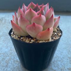 速達＊多肉植物 カット苗 エケベリア エストレラ 大苗 発根済