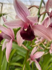 洋蘭 洋らん 原種 Thunia. brymeriana 開花サイズ特大株 洋蘭 洋らん 原種 Thunia. brymeriana 開花サイズ特大株 - メルカリ