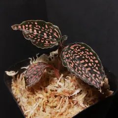 ミクロキルス トリダックス (赤トリ) 極上 ミクロキルス トリダックス （赤スポット） ジュエル