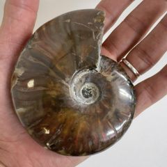 ❗️ ✳厳選 超レア ❤️大きめ 15cm 極美品アンモナイト 原石 化石