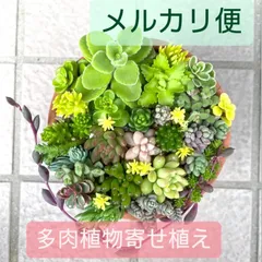 多肉寄せ植えセメント鉢セダム観葉植物乙女心ちま寄せそのまま飾れる