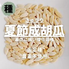 【種】夏節成きゅうり　農薬不使用　20粒