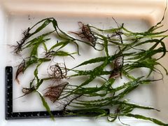 ミクロソリウム　ナローリーフ　まとめ売り　水草
