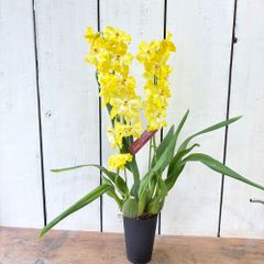 オドントグロッサム4号ロング鉢