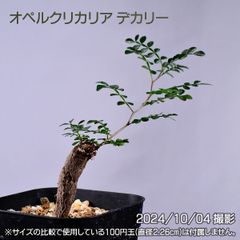 オペルクリカリア