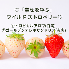 ワイルドストロベリー：「トロビカルアロマ（白実いちご）」「ゴールデンアレキサンドリア（赤実いちご）」セット　希少　白いちご　寄せ植え　イチゴ苗　ハーブ