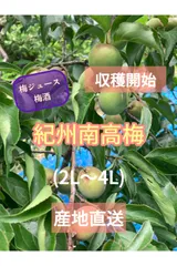 あやや様専用！青梅和歌山から産地直送⭐︎6キロ