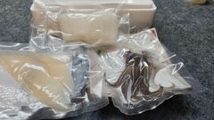 釣りガールみかんさんが実際に釣り上げたアオリイカの豪華セット！流水解凍後すぐに刺身で食べれます！