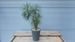 【観葉植物】セネシオ　クレイニア（モンキーツリー）6号鉢