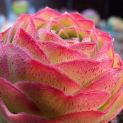 特価❣️多肉植物　ドロサンテマム　キラキラ　ルビー　抜き苗　1株 多肉植物 ドロサンテマム キラキラ Orange leaf 抜き苗 1株 多肉