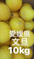 愛媛県産　文旦　柑橘　10kg